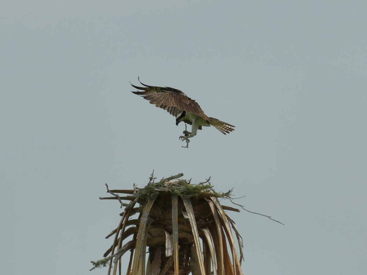 Águila Pescadora - ML619298839