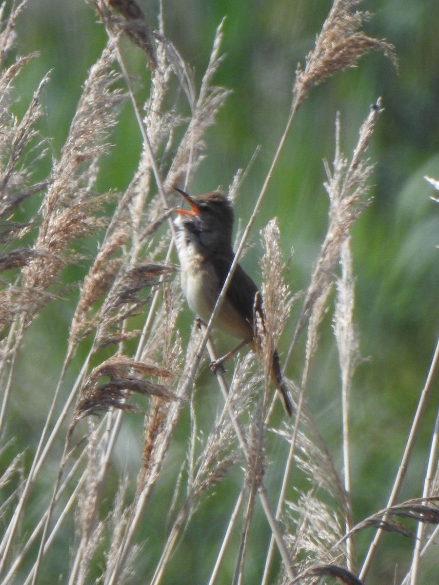 Great Reed Warbler - Oliver Simms