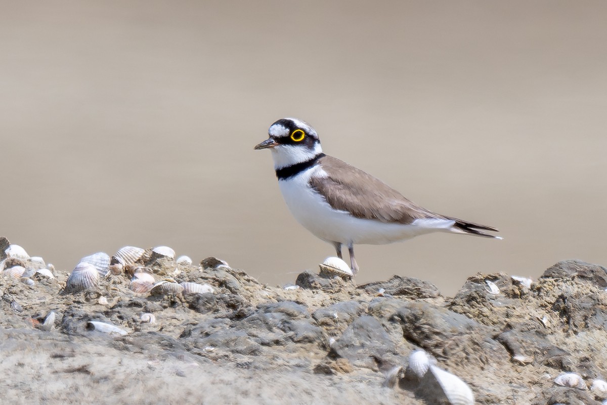 Little Ringed Plover - Holger Köhler