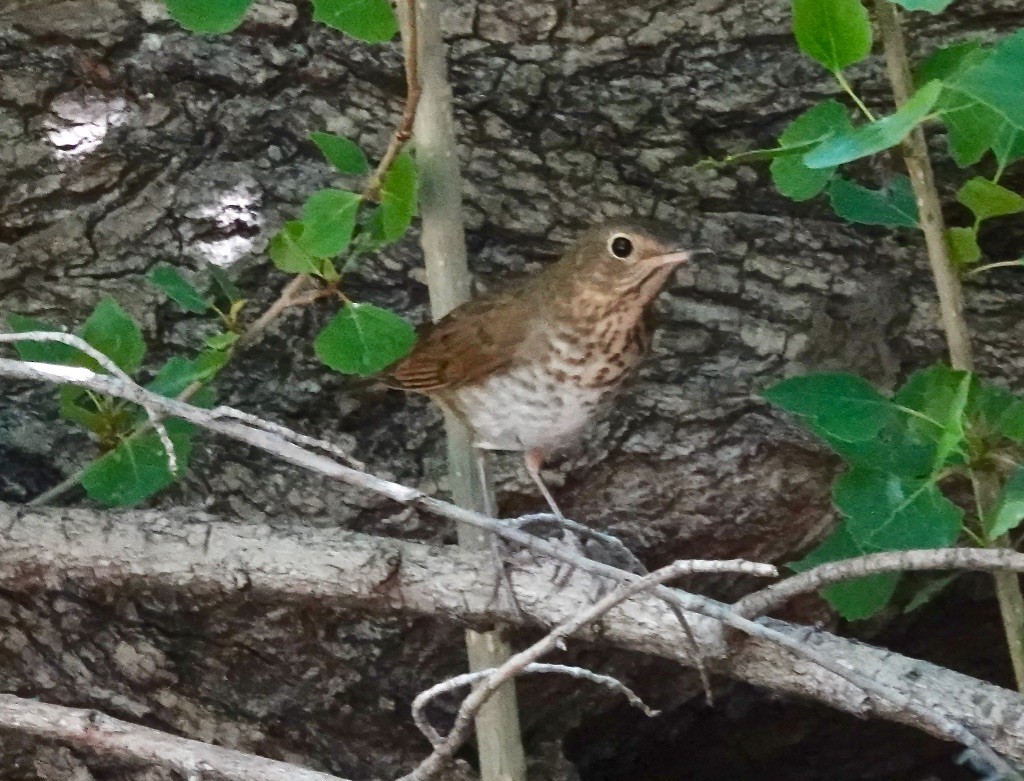 Swainson's Thrush (Russet-backed) - Rick Taylor