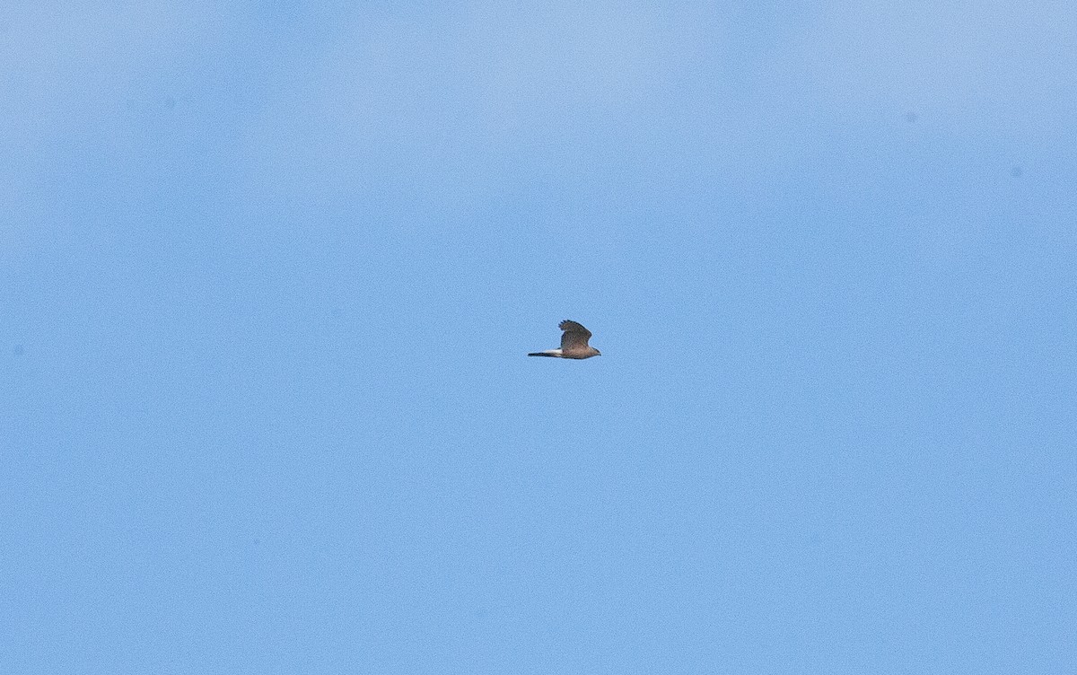 Cooper's Hawk - Catherine Paquet