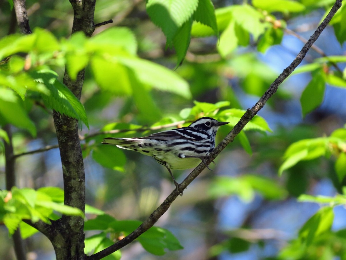 Black-and-white Warbler - Tania Mohacsi