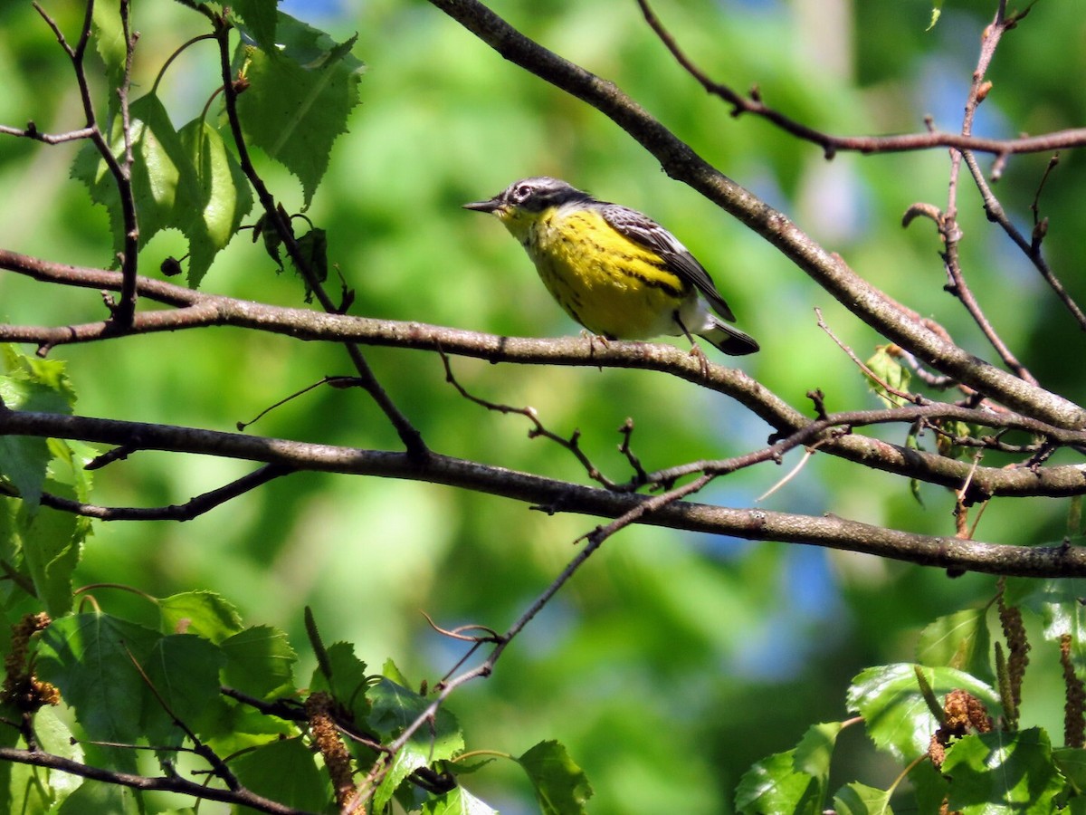 Magnolia Warbler - Tania Mohacsi