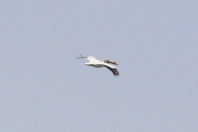 American White Pelican - Frank Mantlik