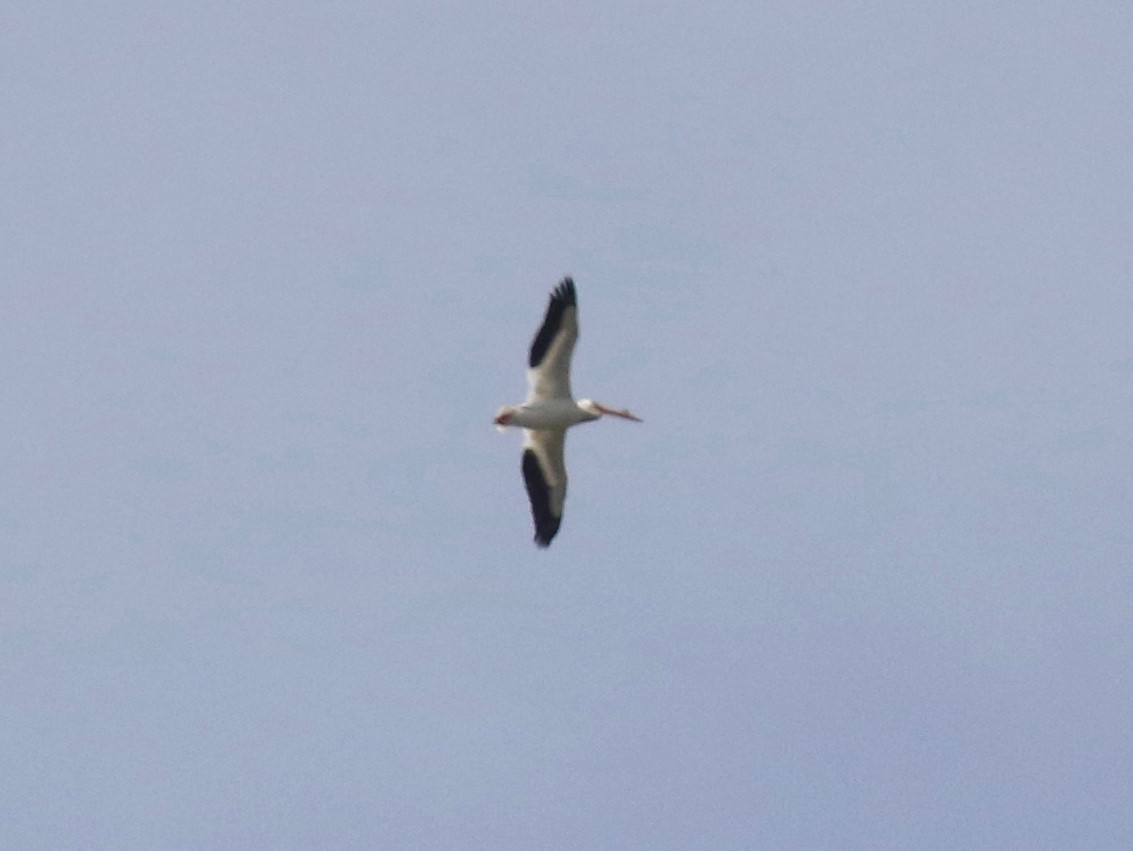 American White Pelican - ML619298924