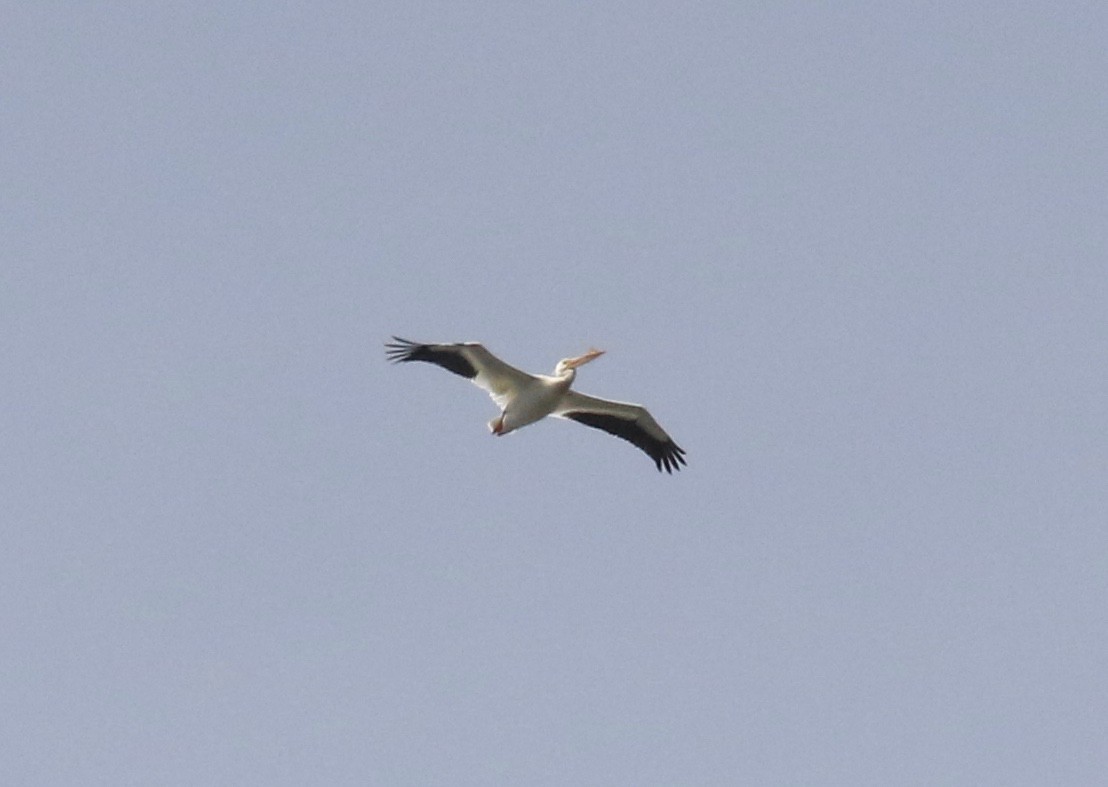 American White Pelican - Frank Mantlik