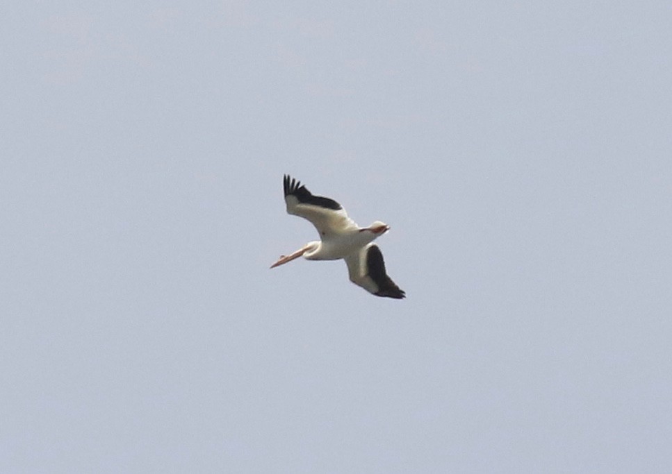 pelikán severoamerický - ML619298927