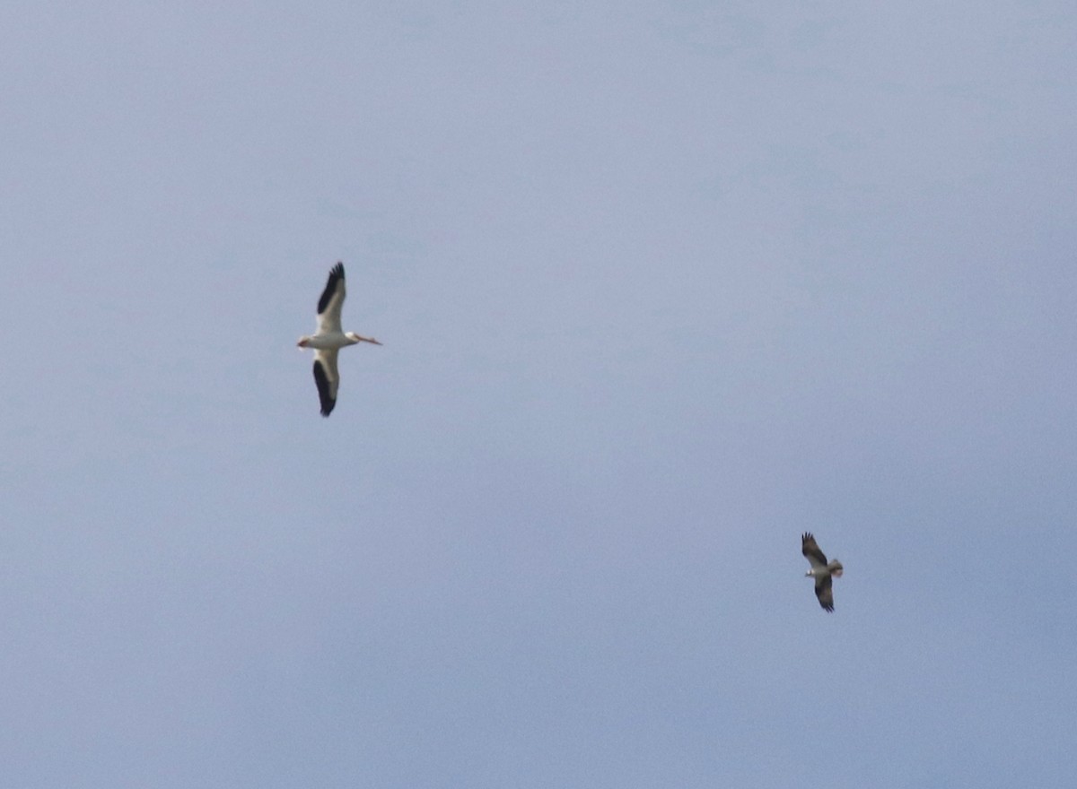 American White Pelican - ML619298929