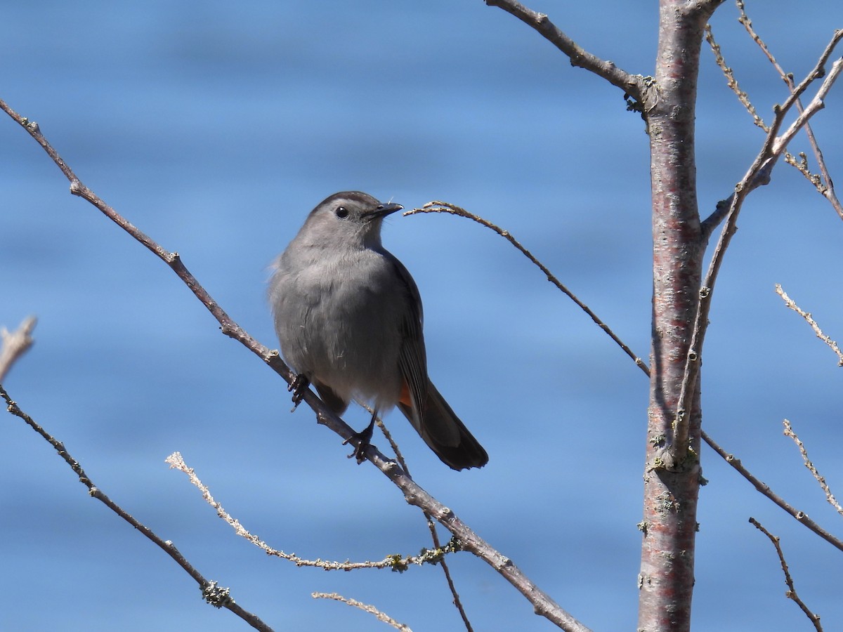 Gray Catbird - Joan K