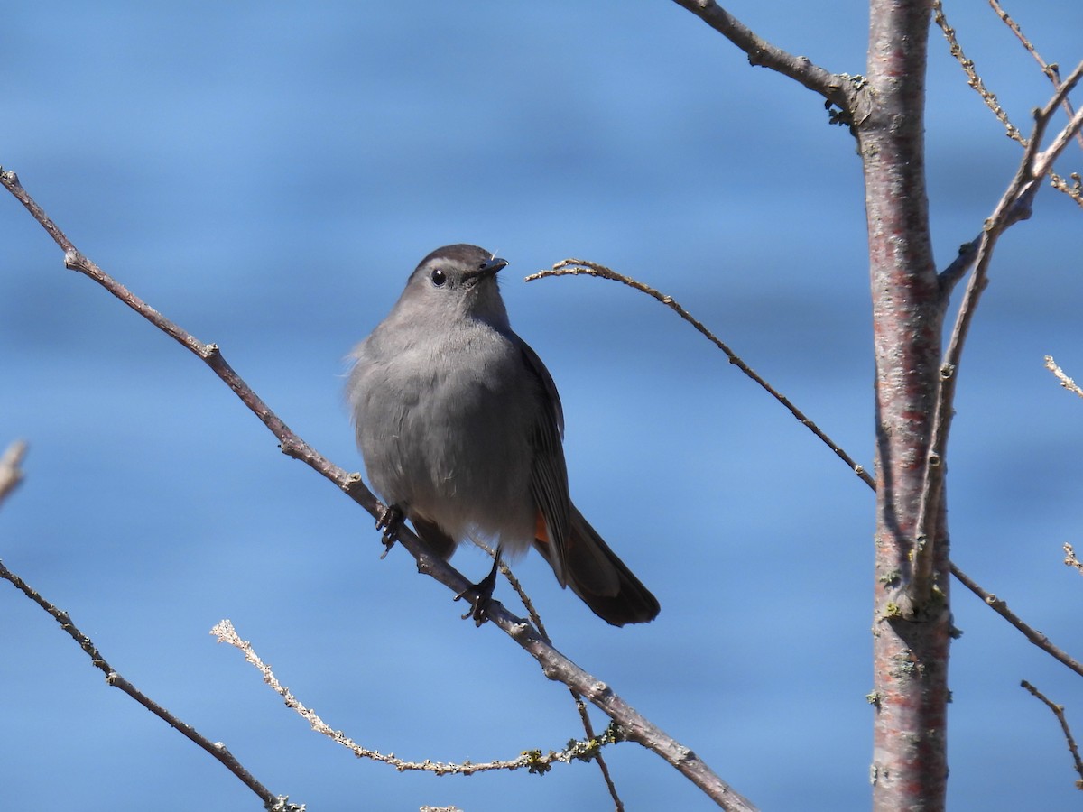 Gray Catbird - Joan K