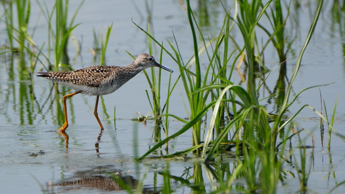 Lesser Yellowlegs - Tuly  Datena