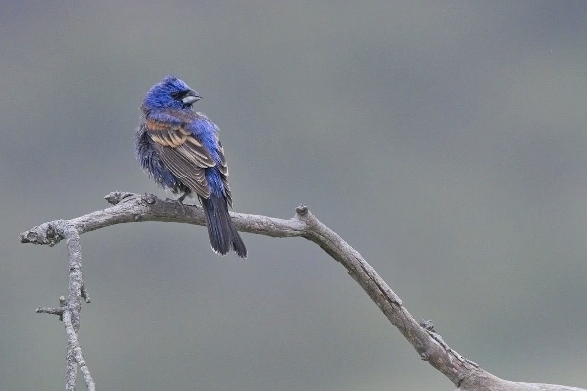 Blue Grosbeak - Dean Wrench