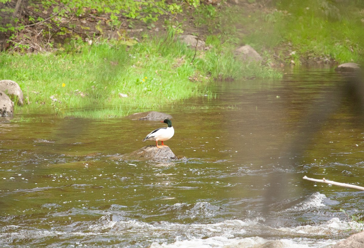 Common Merganser - ML619298941