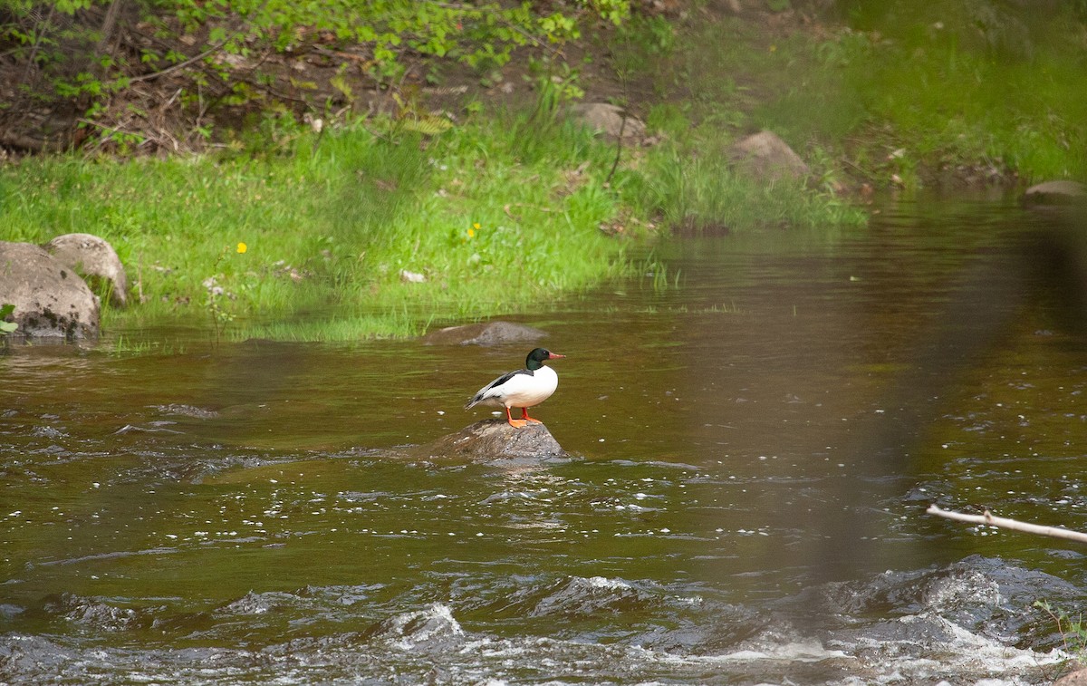 Common Merganser - ML619298942