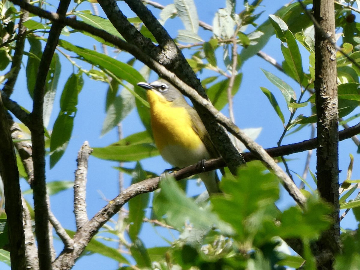 Yellow-breasted Chat - ML619298944