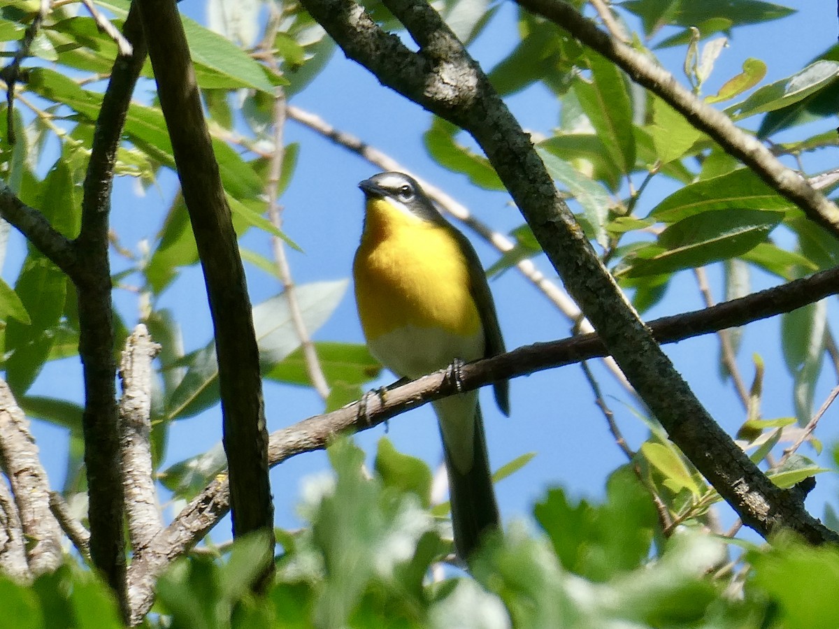 Yellow-breasted Chat - ML619298945