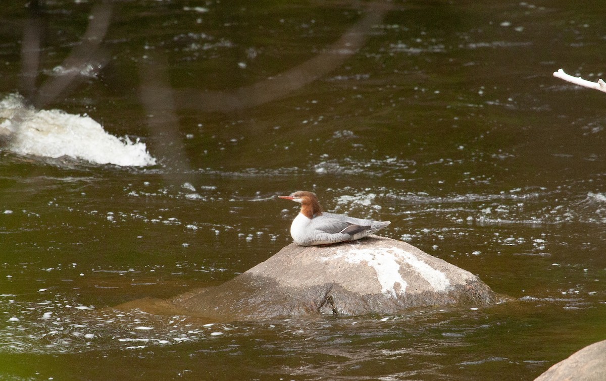 Common Merganser - ML619298946