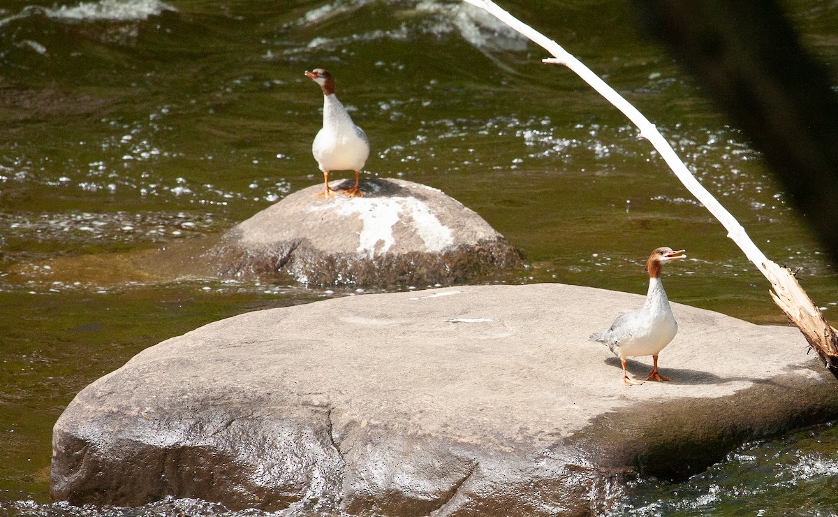 Common Merganser - ML619298949