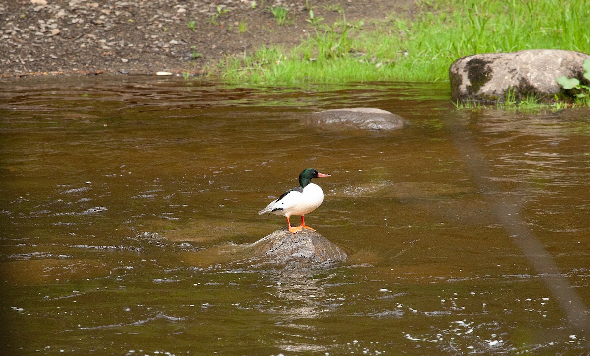 Common Merganser - ML619298950