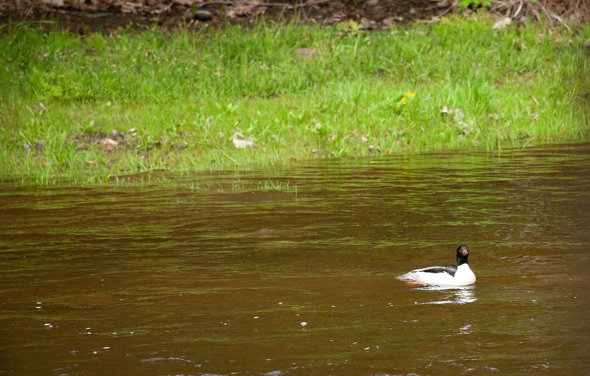 Common Merganser - Catherine Paquet