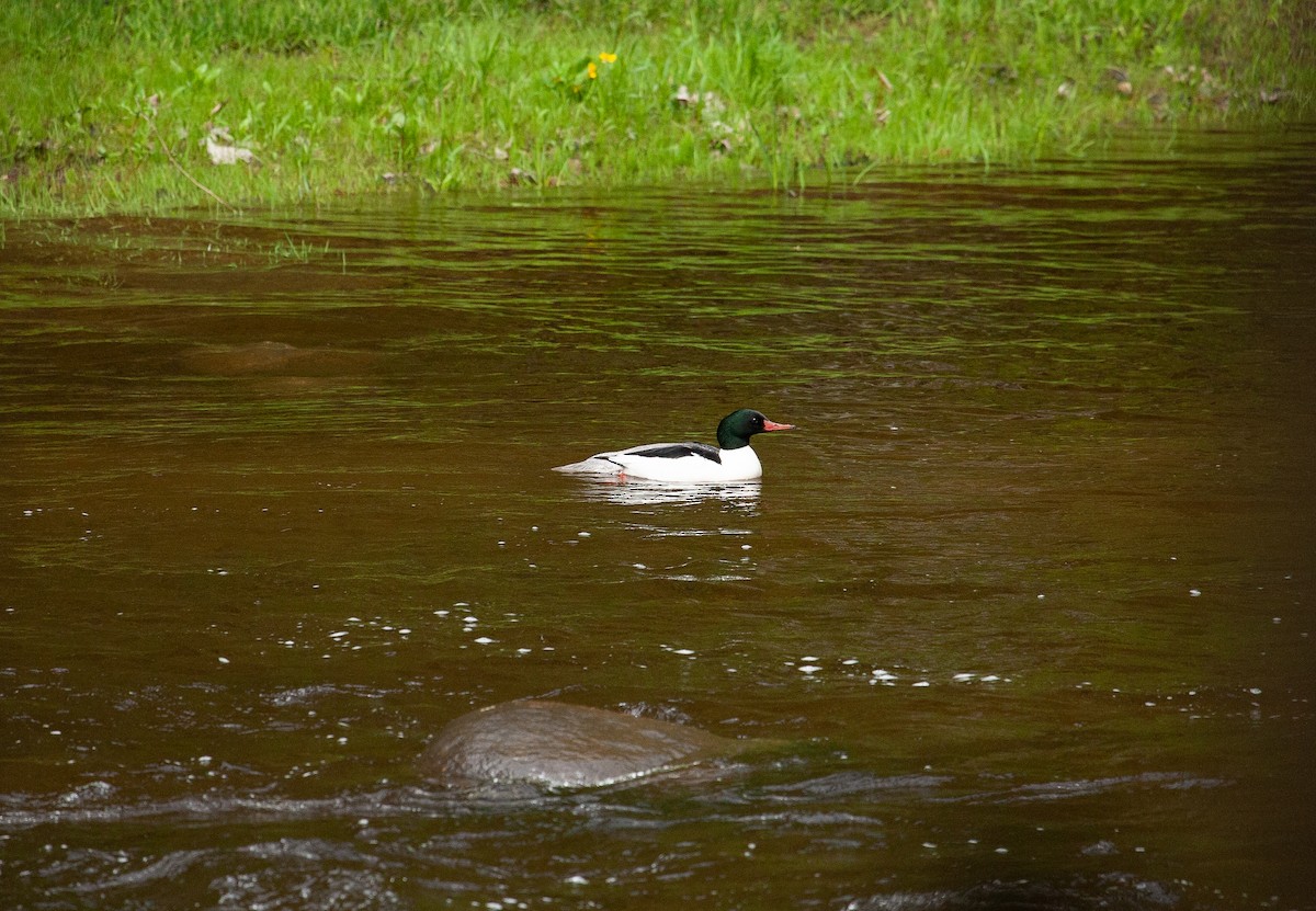 Common Merganser - Catherine Paquet