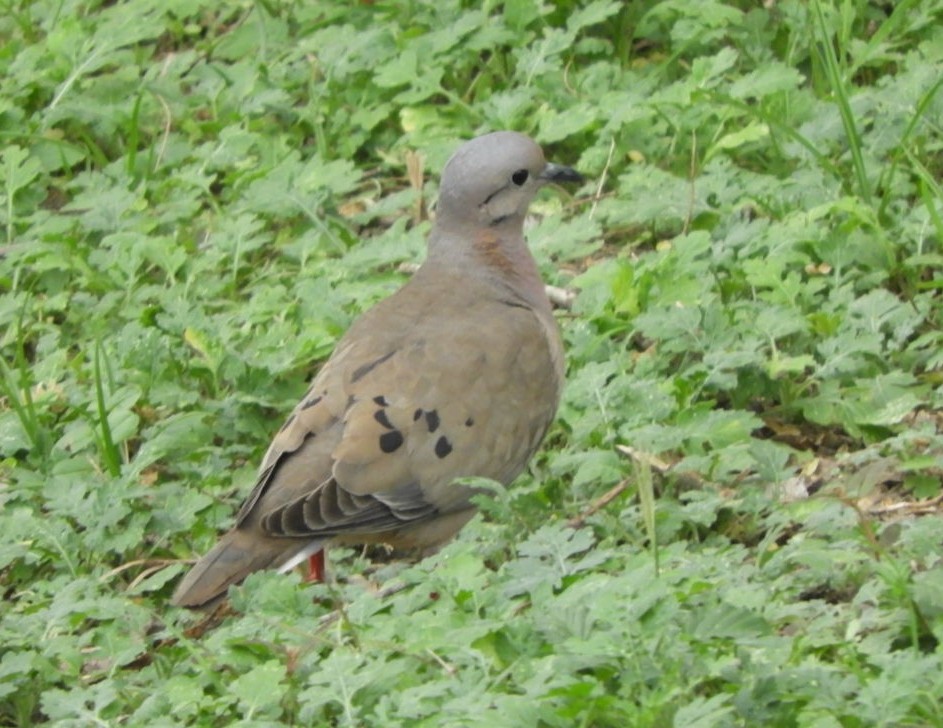 Eared Dove - ML619298957