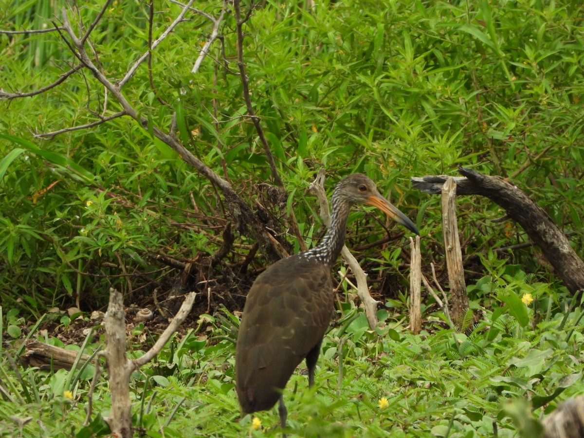 Limpkin - Francisco Contreras @francontreras.80