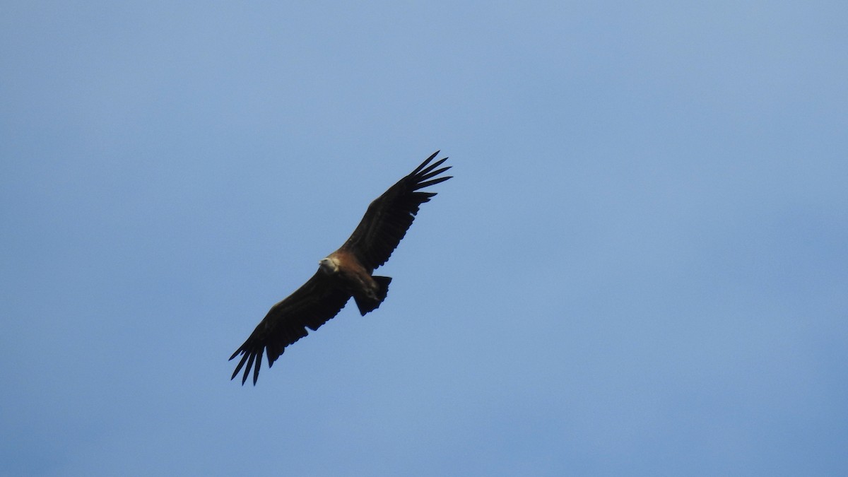 Eurasian Griffon - Ricardo Salgueiro