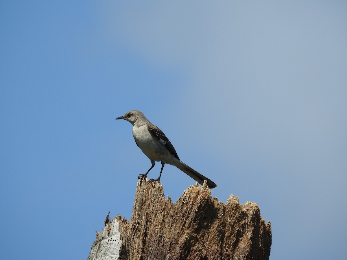 Northern Mockingbird - ML619298986