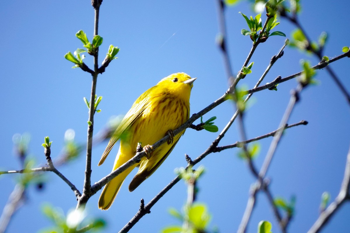 Yellow Warbler - Louise Courtemanche 🦅