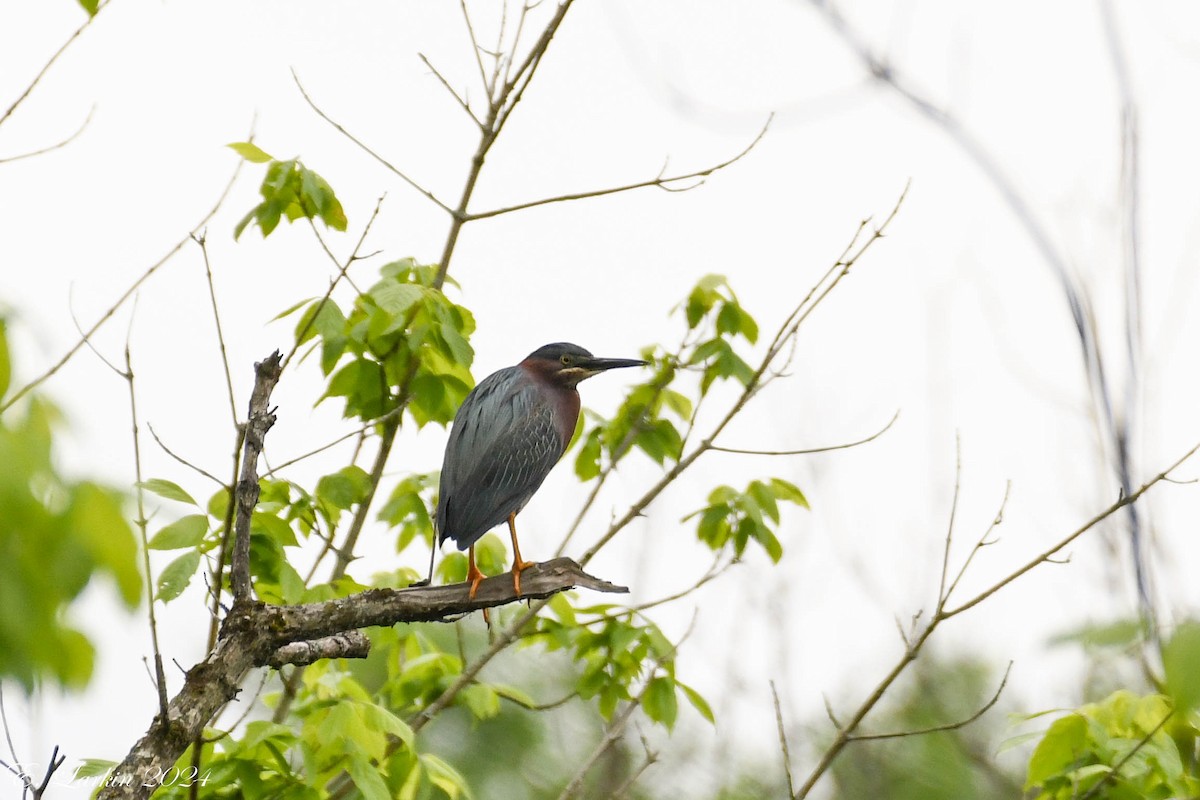 Green Heron - ML619298992