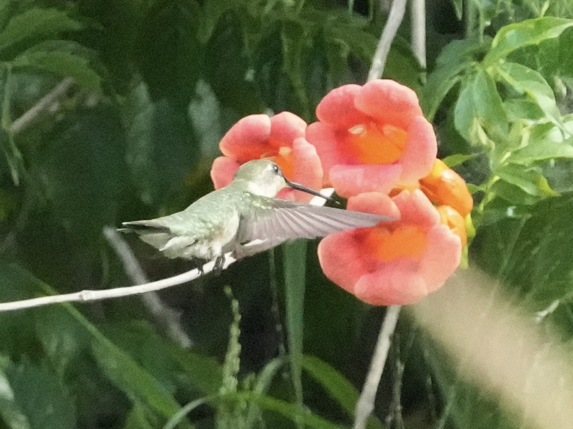Ruby-throated Hummingbird - Tami Reece
