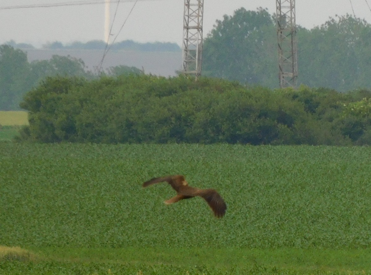 Western Marsh Harrier - ML619298997