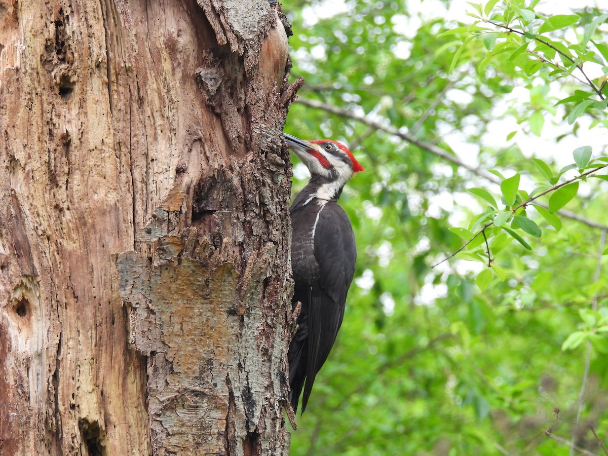Pileated Woodpecker - Mark Stevens