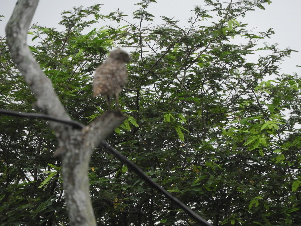 Burrowing Owl - Jacob Santos