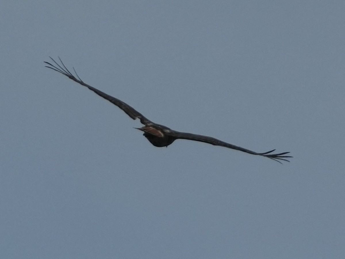 Red-tailed Hawk - Tami Reece