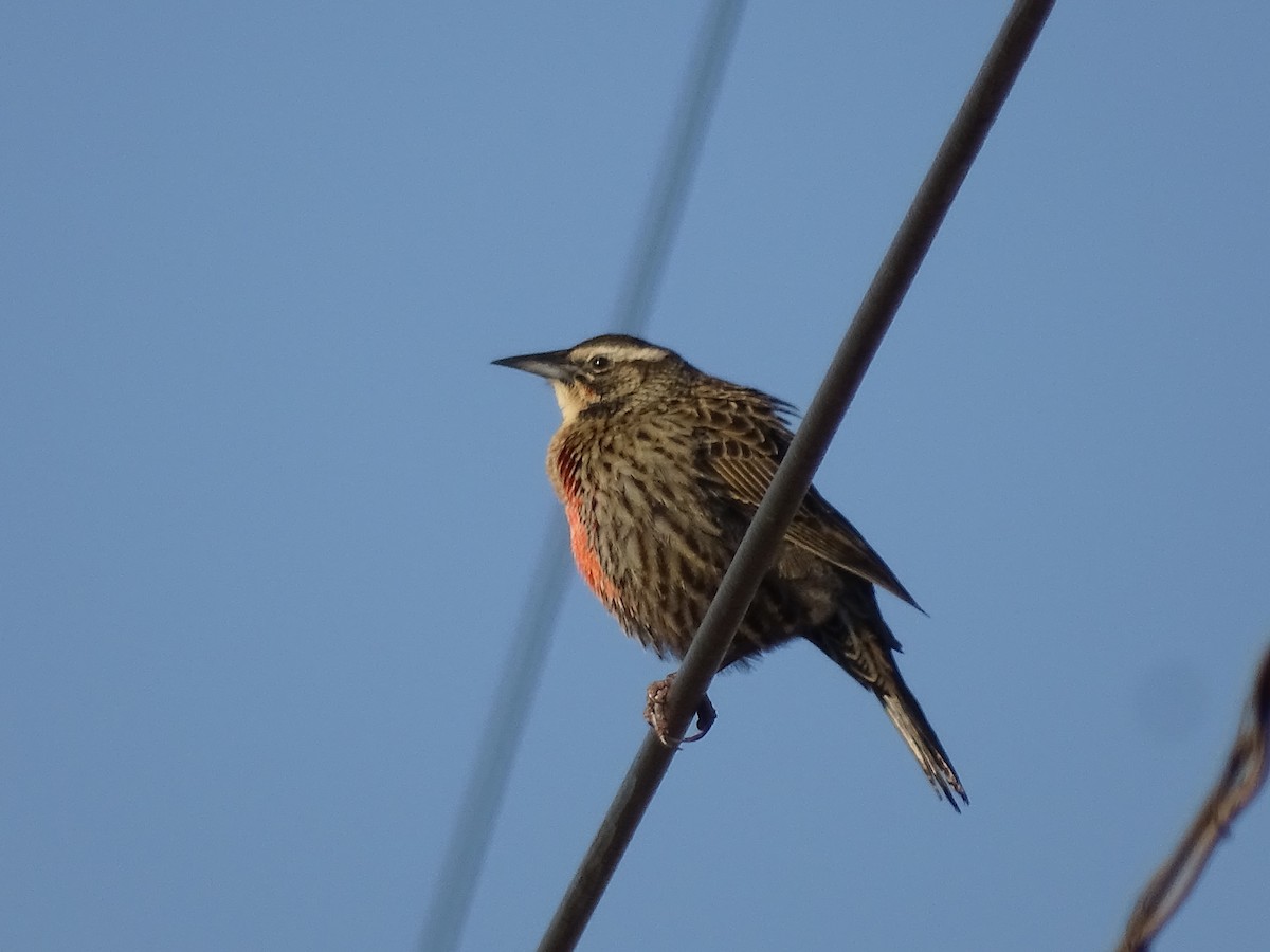 Long-tailed Meadowlark - José Ignacio Catalán Ruiz