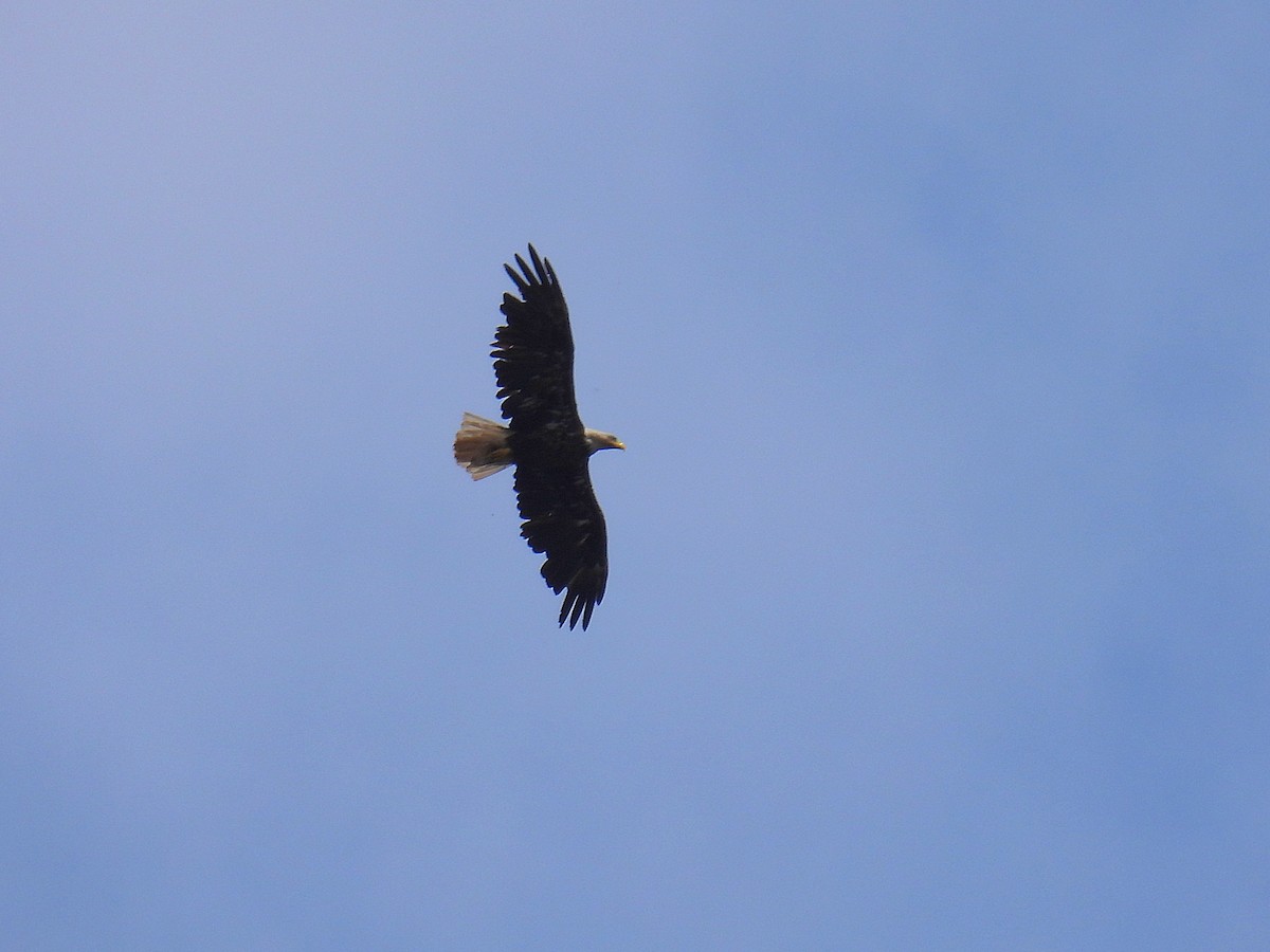 Bald Eagle - Joan K