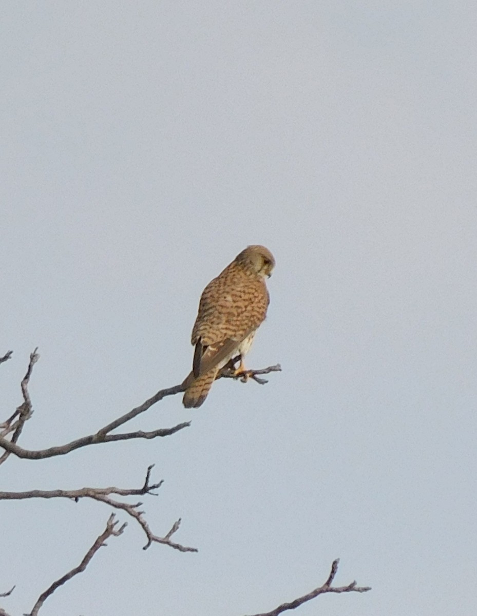 Eurasian Kestrel - ML619299008