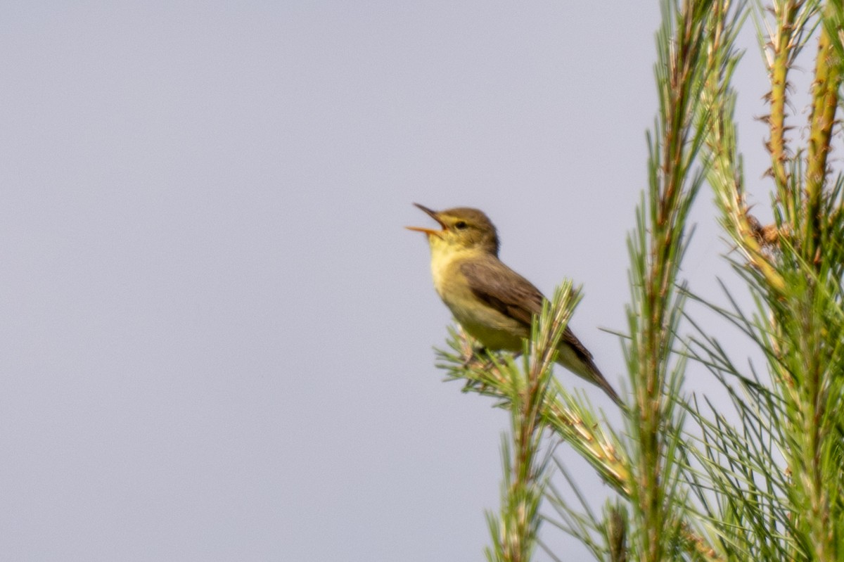 Melodious Warbler - Holger Köhler