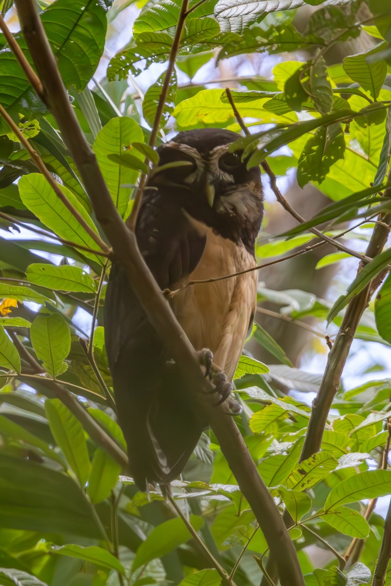 Spectacled Owl - Mason Flint