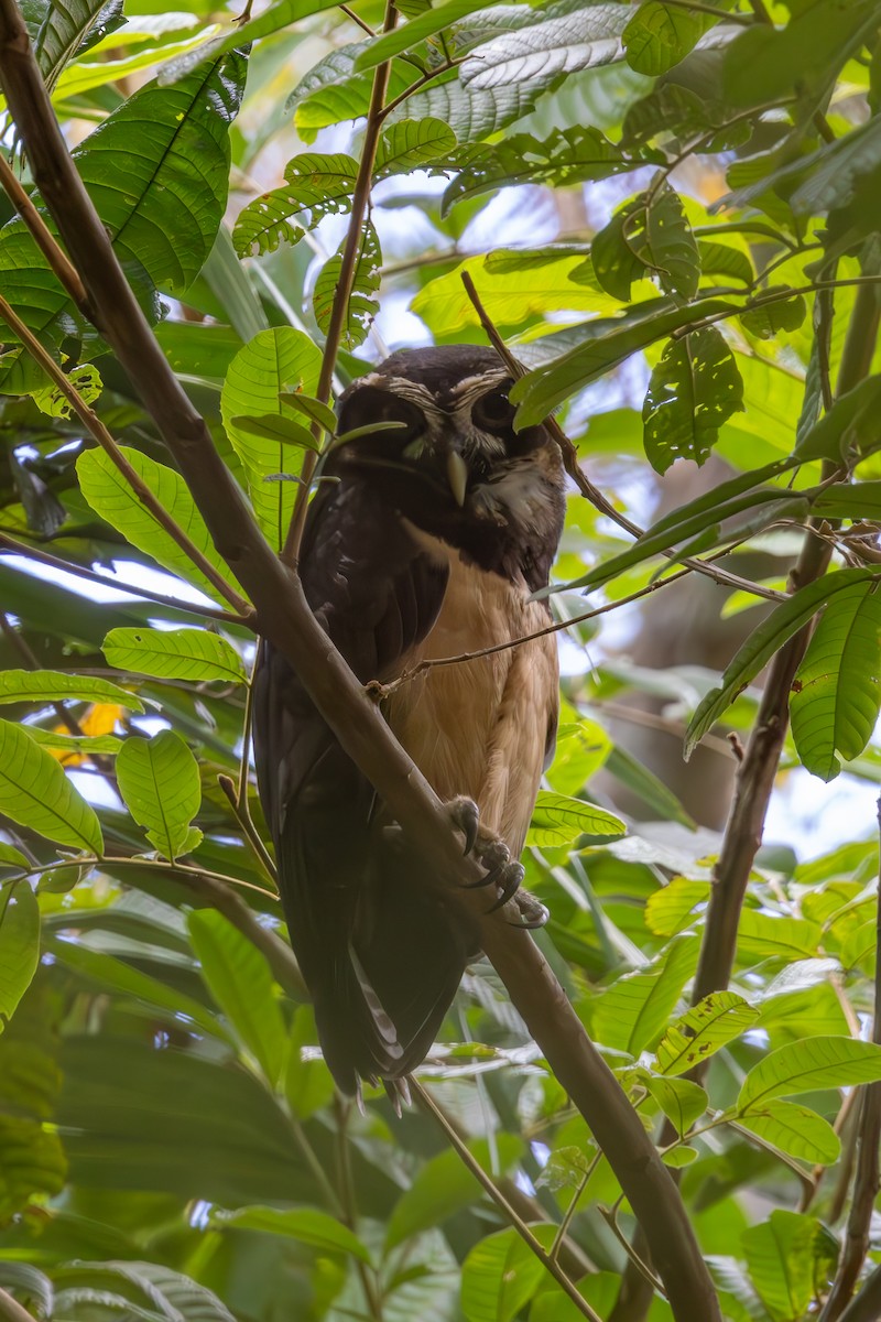 Spectacled Owl - Mason Flint