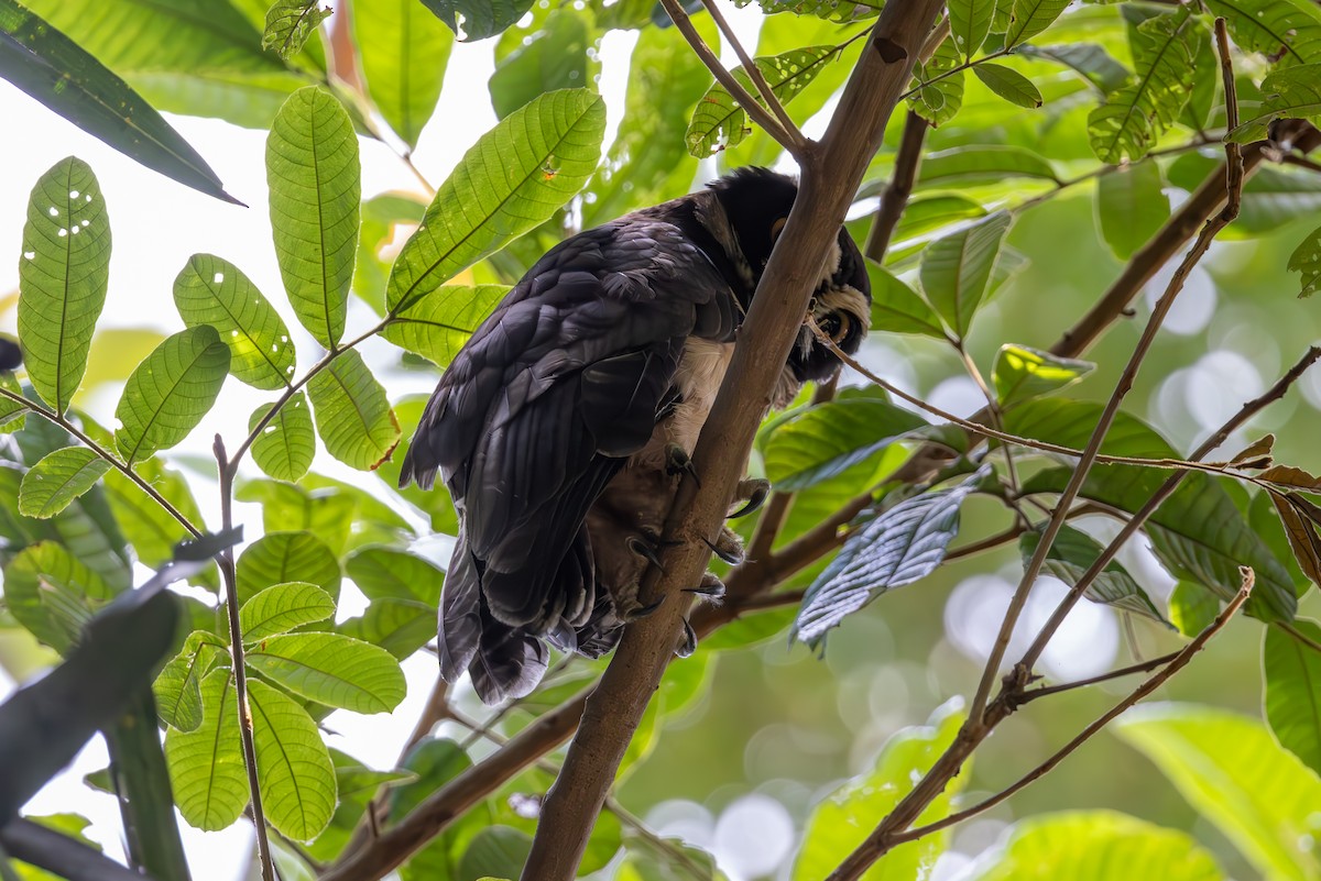 Spectacled Owl - ML619299014