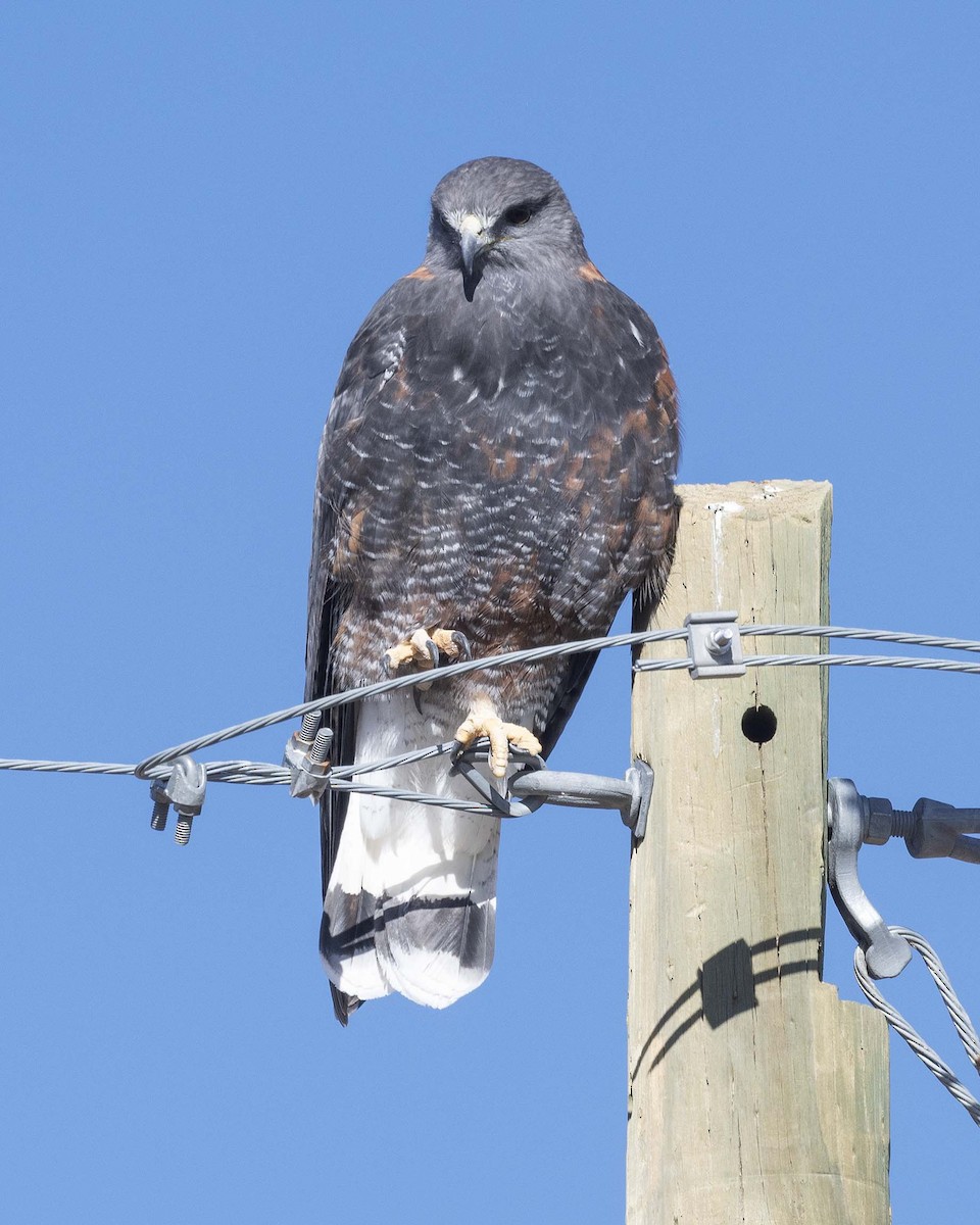 Variable Hawk (Puna) - VERONICA ARAYA GARCIA