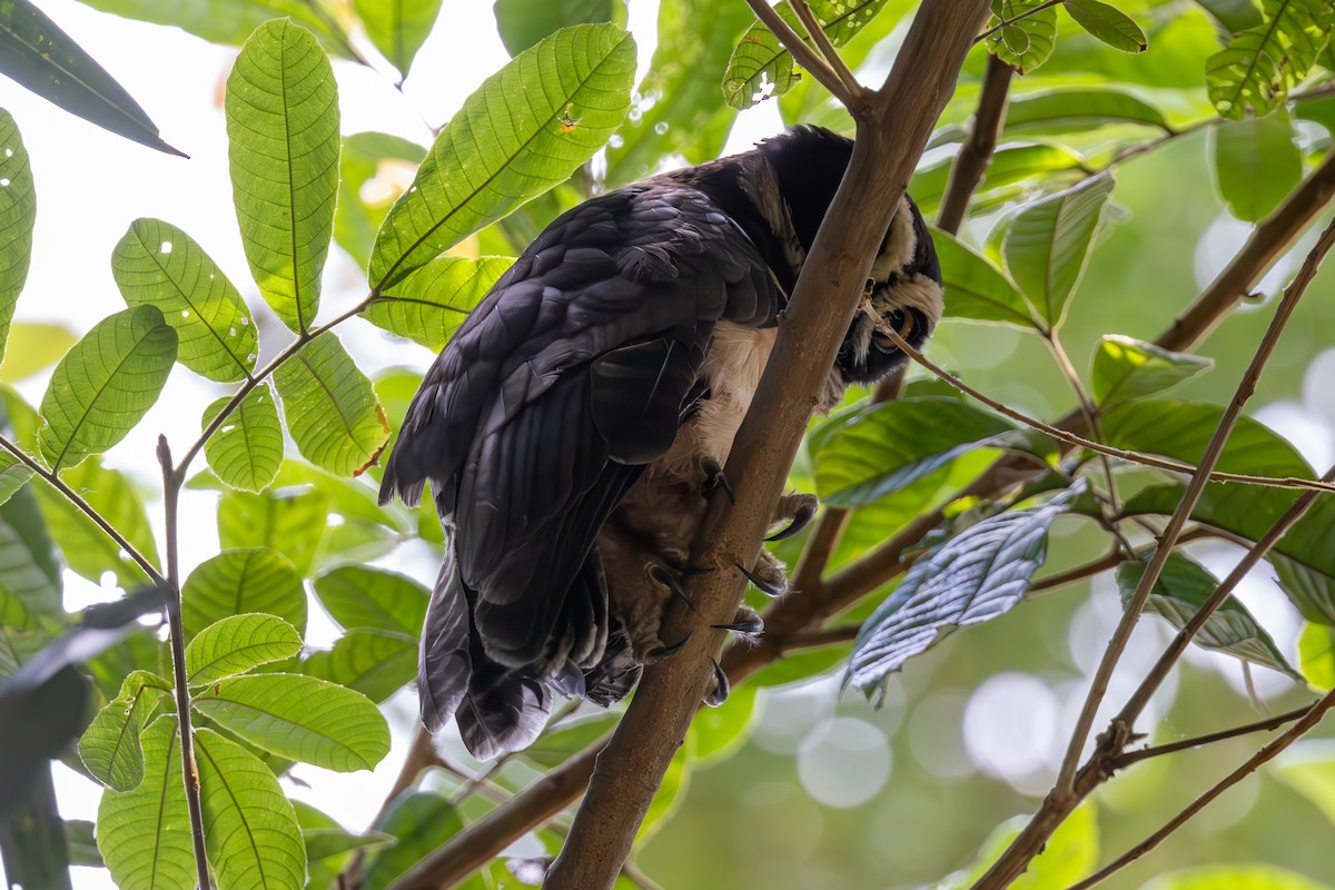 Spectacled Owl - Mason Flint