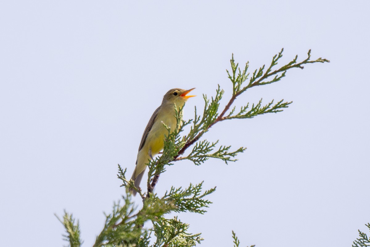 Melodious Warbler - Holger Köhler