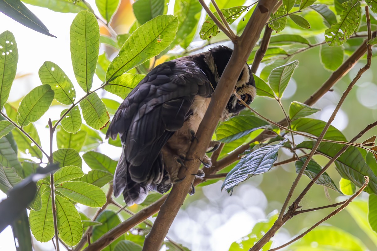 Spectacled Owl - ML619299021