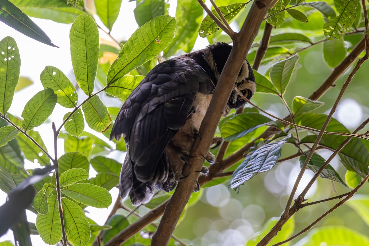 Spectacled Owl - Mason Flint