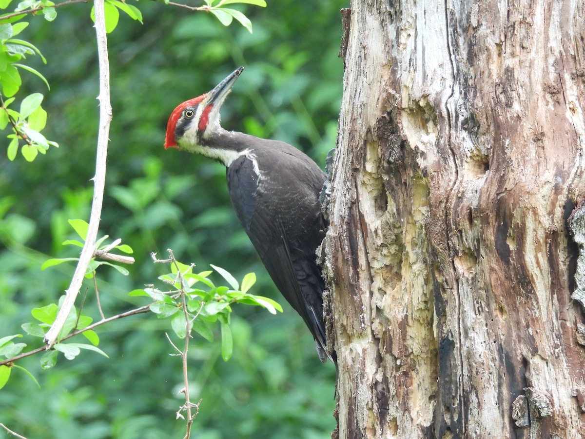 Pileated Woodpecker - Mark Stevens