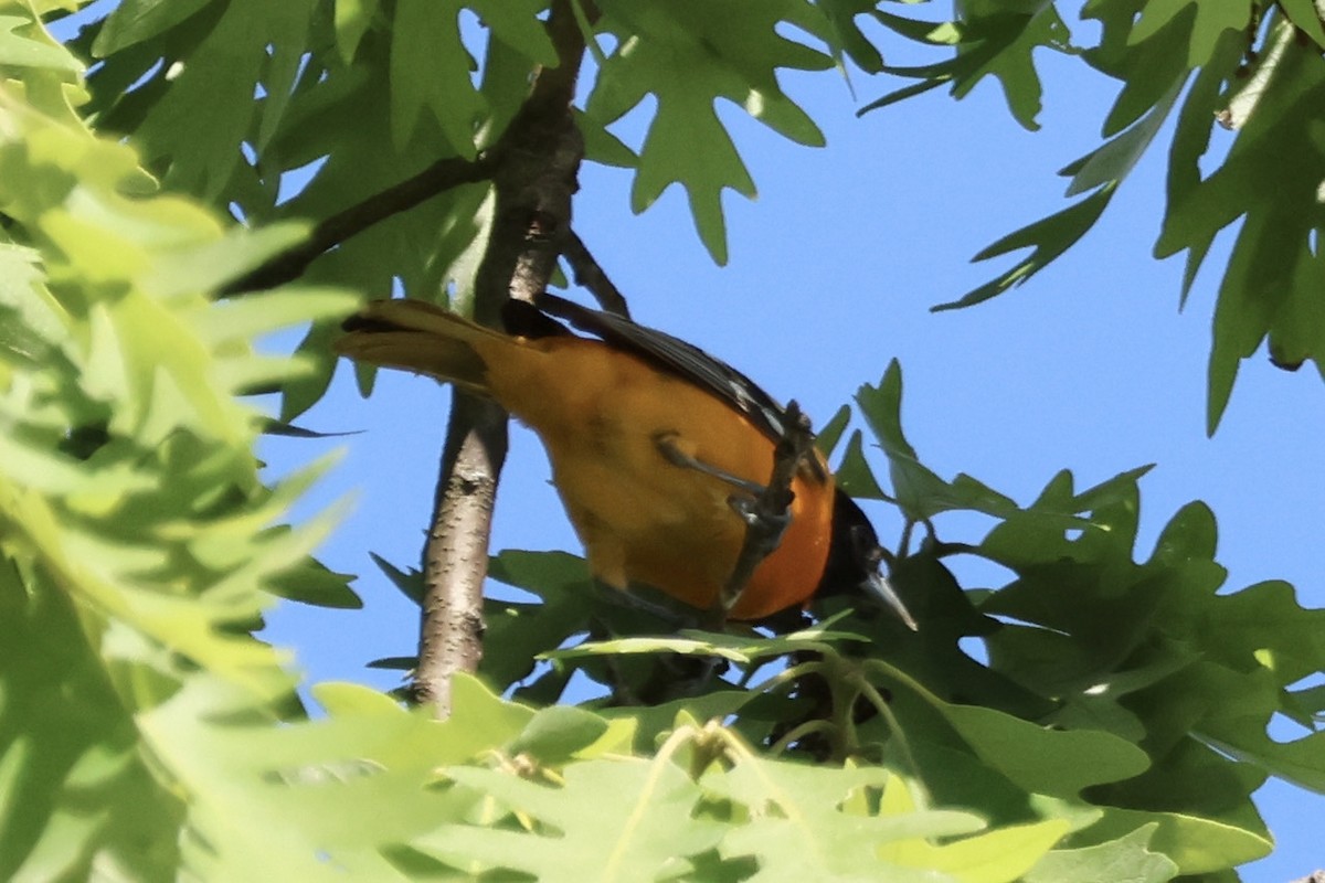 Baltimore Oriole - Timothy Lederach